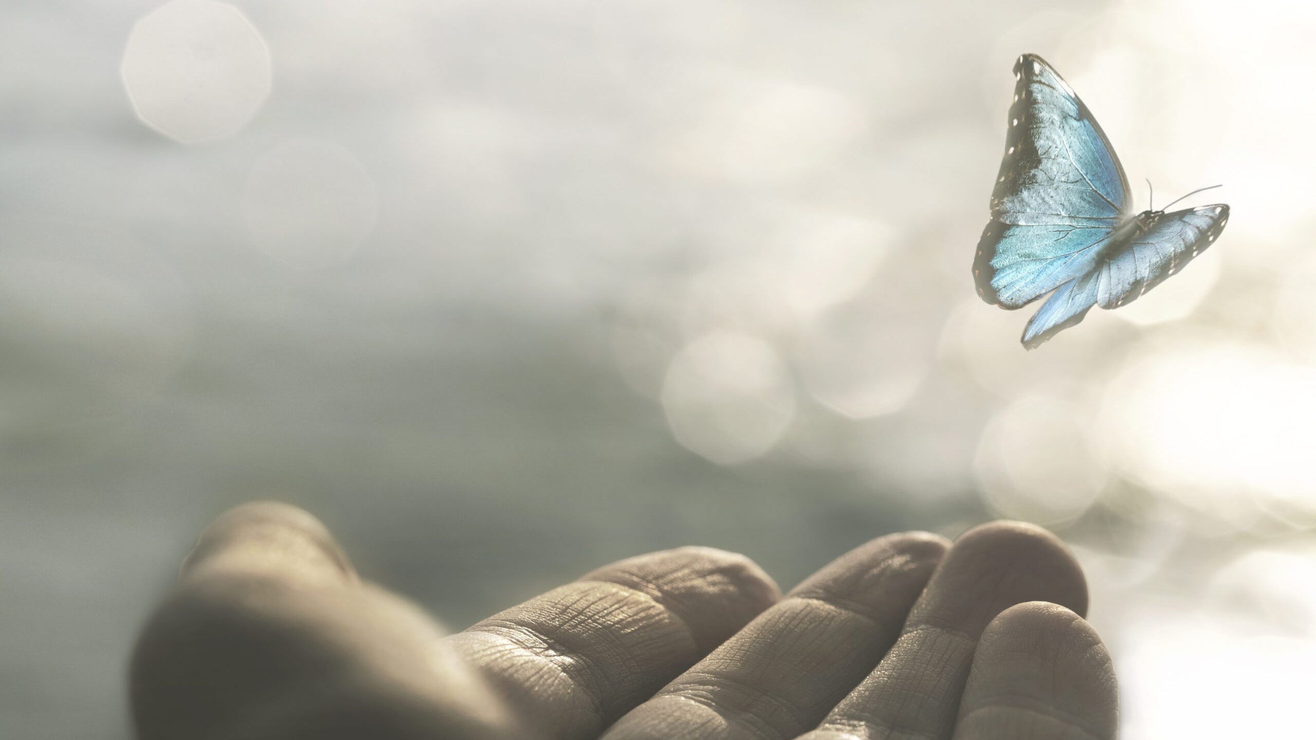 a delicate butterfly flies away from a woman’s hand imagen de una mariposa volando desde la mano de una persona